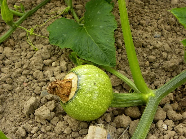 畑に植えられた緑のカボチャ カボチャの栽培 畑でカボチャを熟す — ストック写真