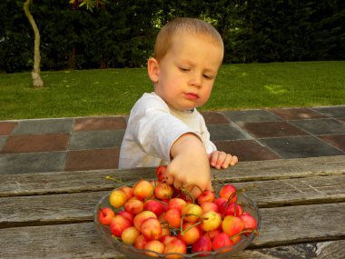 Yakışıklı sarışın çocuk ahşap bir masada oturur ve kırmızı kiraz yer. Üç yaşında bir çocuk elini bir kase kiraza soktu..    