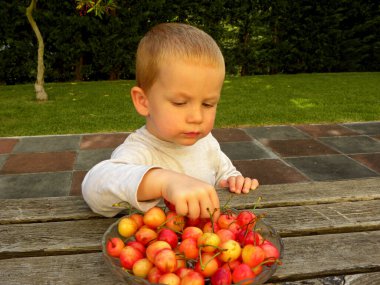  Yakışıklı sarışın çocuk ahşap bir masada oturur ve kırmızı kiraz yer. Üç yaşında bir çocuk elini bir kase kiraza soktu..                              