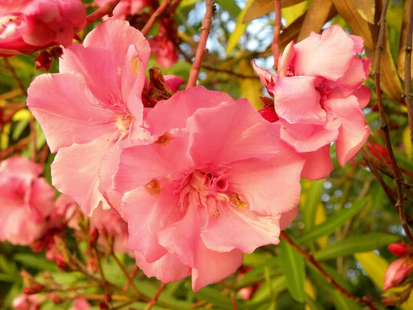 Delikatne Różowe Kwiaty Plumerii Słoneczny Dzień Tropikalny Różowy Plumeria Kwiaty — Zdjęcie stockowe