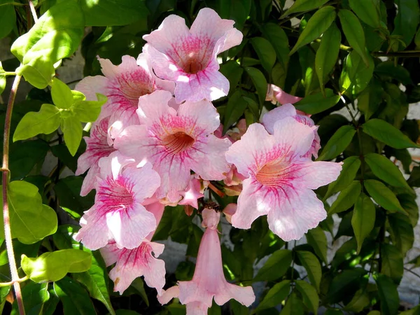 Delikatne Różowe Kwiaty Rododendronu Zielonymi Liśćmi — Zdjęcie stockowe