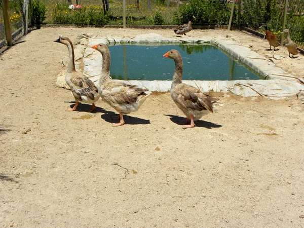 Three Gray Geese Next Artificial Pond Gray Waterfowl Profile — Stock Photo, Image