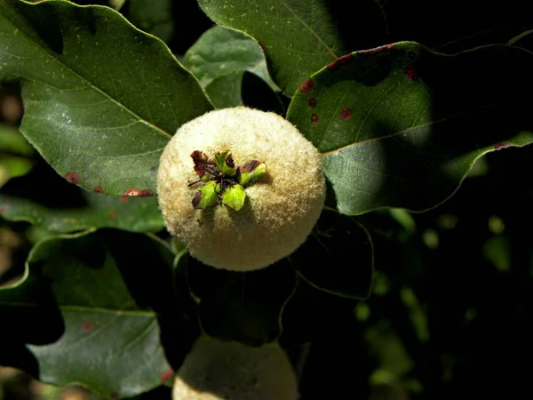 Unripe fluffy quince fruit on a tree branch. Quince ripening.