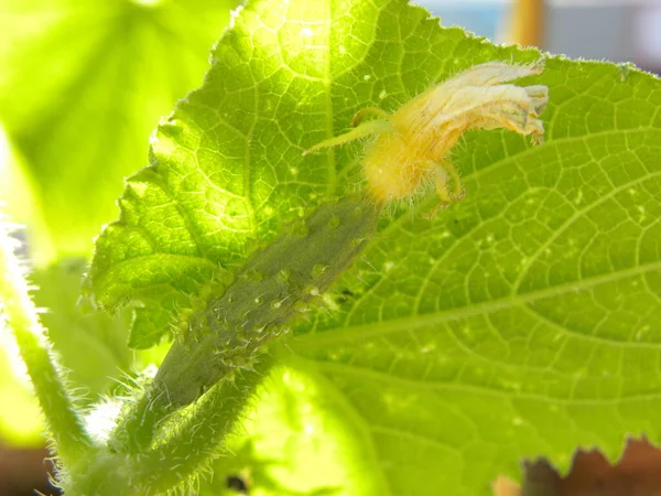 Kleine Grüne Gurke Auf Einem Zweig Mit Einer Gelben Blüte — Stockfoto