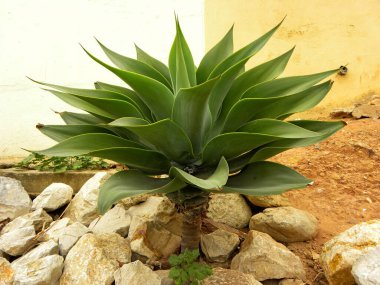 Agve attenuta 'nın güçlü sapları. Büyük taşların arasında sulu bitkiler yetişir..