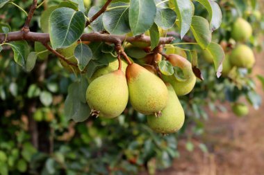 Olgun sarı armutlar bir ağaç dalına asılmış. Armut bahçesi.