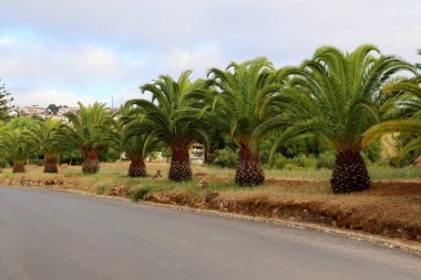 Yeşil palmiye ağaçları yol boyunca mavi gökyüzüne karşı büyürler. Ağaçların manzara görüntüsü  