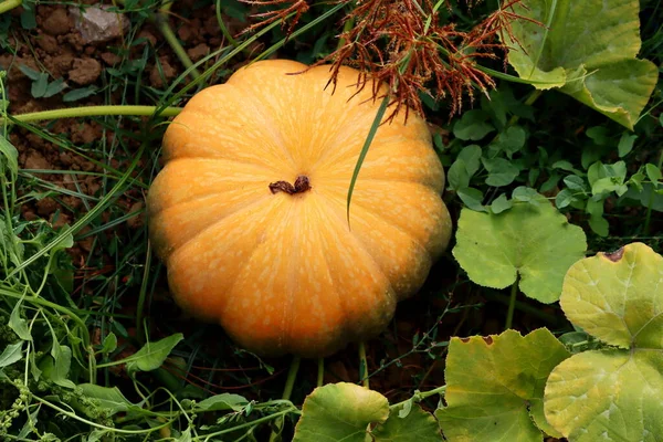 Abóbora Laranja Madura Campo Cultivar Abóbora Abóbora Alimento Outono — Fotografia de Stock