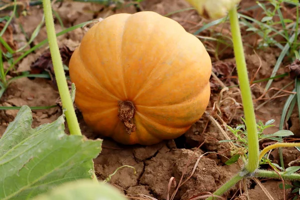 Abóbora Laranja Madura Campo Cultivar Abóbora Abóbora Alimento Outono — Fotografia de Stock