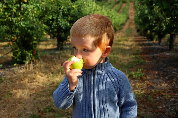 Çekici sarışın bir çocuğun portresi. Üç yaşında bir çocuk armut yer ve armut bahçesindeki mesafeye bakar..