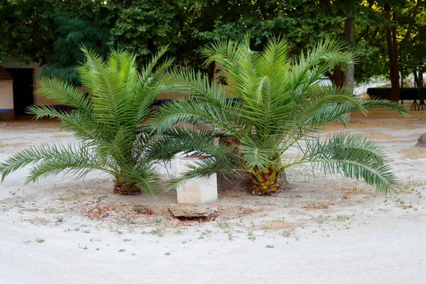 Two low palm trees in the park of Portugal. The area of natural distribution of most palms is the tropics and subtropics.