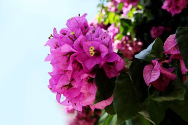 Çiçekli begonviller. Mavi gökyüzüne karşı mor ve renkli bougainvillea çiçekleri. Çiçek arkaplan.