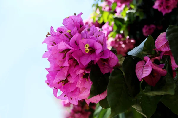 Çiçekli begonviller. Mavi gökyüzüne karşı mor ve renkli bougainvillea çiçekleri. Çiçek arkaplan.
