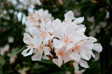 Bulutlu bir yağmurlu günde narin beyaz-pembe tesisat çiçekleri. Tropik pembe çiçekler ve tesisat yaprakları.