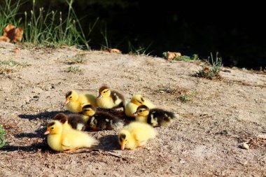 Küçük sarı ördek yavrusu sürüsü nehrin yakınındaki temiz havada yürüyor. Ördek sürüsü