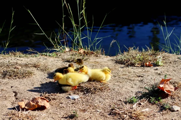 Stado Małych Żółtych Kacząt Spaceruje Świeżym Powietrzu Nad Rzeką Słodkie — Zdjęcie stockowe