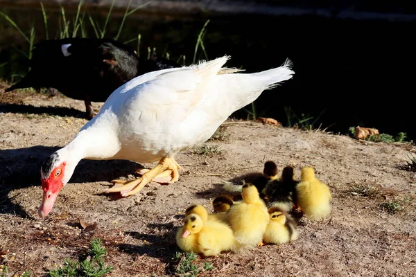 Små Gula Ankungar Med Mammas Anka Utomhus Intill Floden Söt — Stockfoto