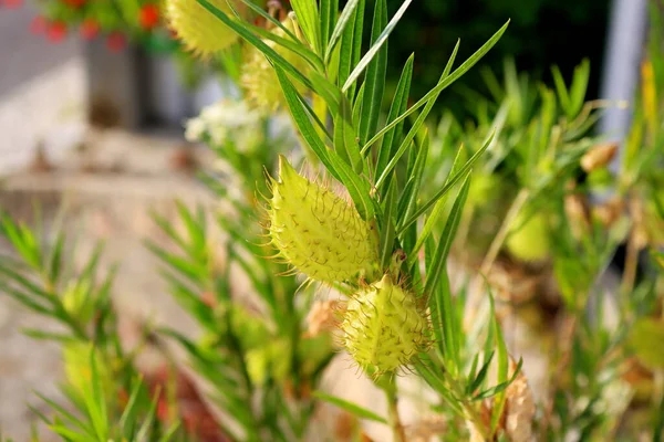 Balon ya da Gomphocarpus Physocarpus bitkisinin tohum başı. Yeşil bulanık arka planda Gomphocarpus Physocarpus..
