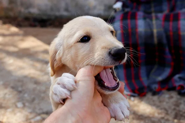 Kareli bir ekosenin arka planında sarı labrador köpeğinin portresi. Labrador köpeği bir adamın elini ısırır..