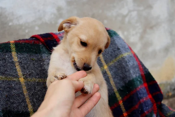 Kareli bir ekosenin arka planında sarı labrador köpeğinin portresi. Labrador köpeği bir adamın eliyle oynuyor..