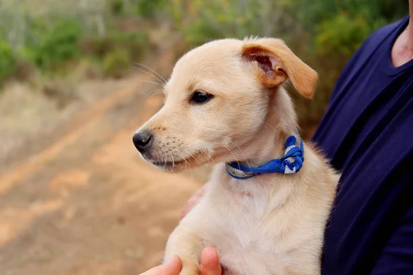 Portrait of a yellow labrador puppy. Labrador puppy in the arms of a man