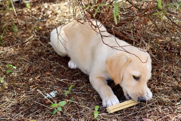 Portrait of a yellow labrador puppy. Labrador puppy gnaws a bone.