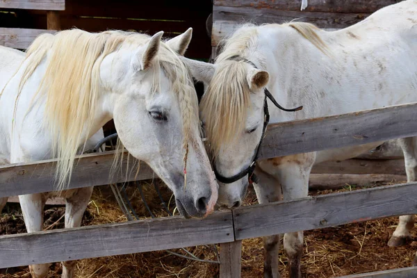 Ett Par Hästar Som Visar Ömhet Romantiska Hästar Vita Hästarna — Stockfoto