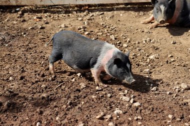 Çiftlikteki siyah domuz. Domuz yetiştiriciliği..