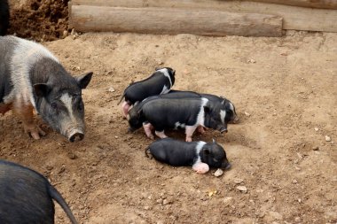 Çiftlikte anne domuzların olduğu şirin siyah domuzcuklar..