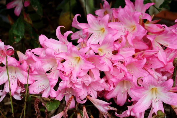 Bush Lírios Rosa Brilhantes Delicados Jardim — Fotografia de Stock