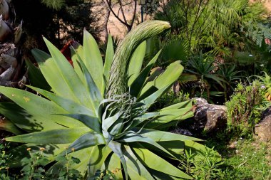 Portekiz Fonte Lima Parkı 'nda büyük yeşil agave yaprakları ve tomurcuk. Agave çiçeği. Tomurcuk aşamasında Agave çiçek.