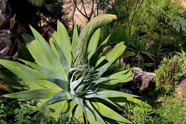 Portekiz Fonte Lima Parkı 'nda büyük yeşil agave yaprakları ve tomurcuk. Agave çiçeği. Tomurcuk aşamasında Agave çiçek.