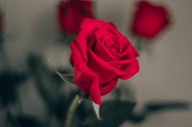 masada yalnız bir gül