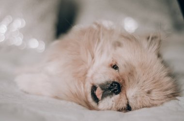 açık renkli sevimli köpek