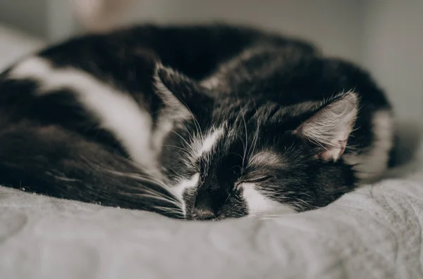 siyah ve beyaz kedi tatlı rüyalar