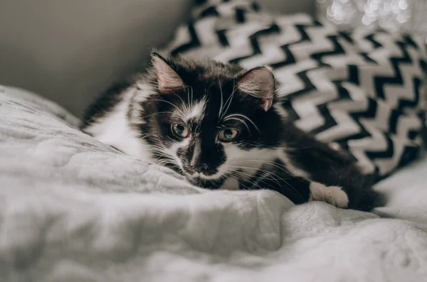 kedi siyah-beyaz renk