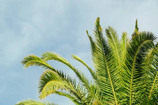 Güzel yeşil tropikal ağaç ve gökyüzü arka plan.