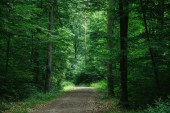 cesta v zelené krásné temném lese, Würzburg, Německo