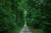 Straße im grünen wunderschönen Wald in Würzburg