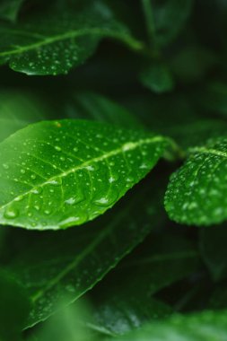 selective focus of green leaves with water drops after rain clipart