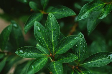 close up of green leaves with water drops after rain clipart