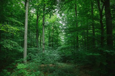 beautiful leafy trees in forest in Wurzburg, Germany clipart