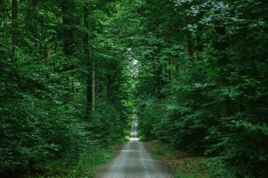 road in green beautiful forest in Wurzburg, Germany clipart