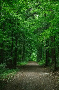 Würzburg, Almanya yeşil güzel ormandaki kırsal yol