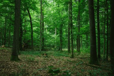 Yaz aylarında Almanya güzel yeşil orman