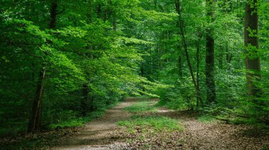 path in green beautiful forest in Wurzburg, Germany clipart