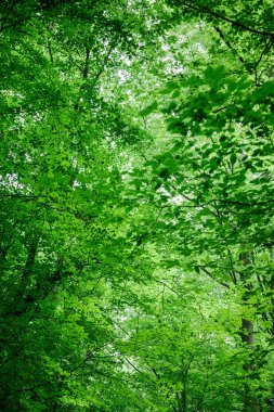 low angle view of green trees with leaves in forest in Wurzburg, Germany clipart