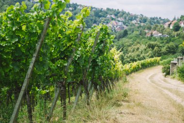 road to village and green vineyard in Wurzburg, Germany clipart