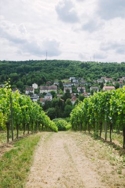 road to village and vineyard on sides in Wurzburg, Germany clipart