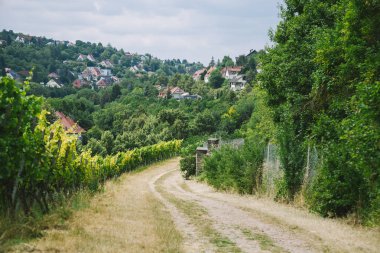 rural road to village and vineyard with trees on sides in Wurzburg, Germany clipart